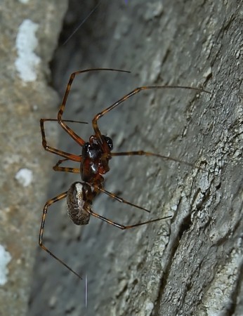 Neriene montana